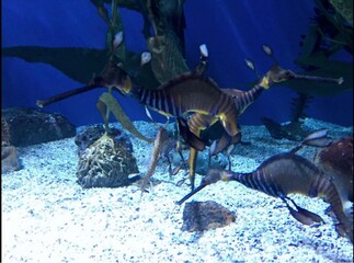 sea ​​horse