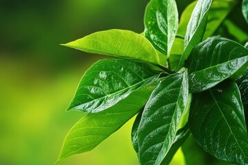 Noni Tree: A Medicinal Fruit with Unique Properties. Morinda Citrifolia Plant with Healthy Leaves and Fruit