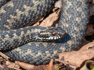 Viper