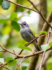Fototapeta premium white throated bulbul from satchori forest, bangladesh