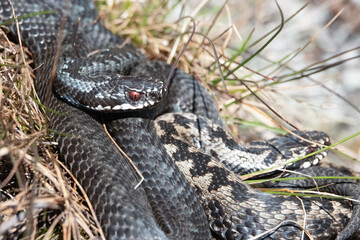 Viper