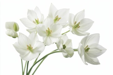 Obraz premium Ornithogalum Umbellatum. White Spring Blossom Flower in Nature