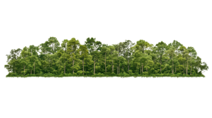 Lush green forest landscape natural setting high-quality image