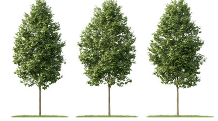 Fototapeta premium Tranquil green trees nature park plant life calm environment close-up