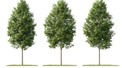 Tranquil green trees nature park plant life calm environment close-up