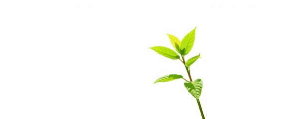 Single vibrant green plant, isolated on pure white backdrop, plant, texture