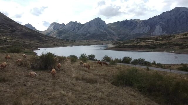 Right to left orbital aerial drone shot over a herd of cows in the Babia Mountains, Luna Reservoir - 529
