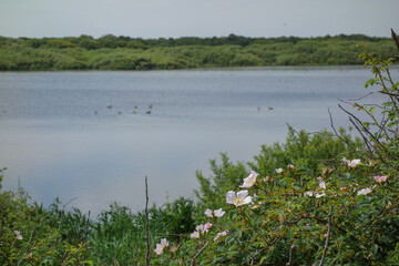 Die Insel Jusit in der Nordsee