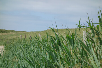Die Insel Jusit in der Nordsee