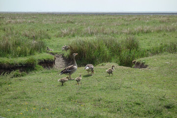 Die Insel Jusit in der Nordsee