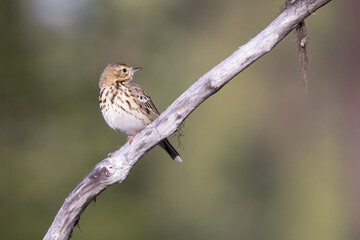 Tree pipit