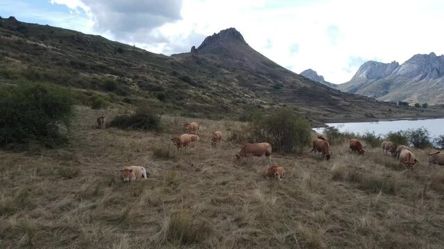 Aerial drone view flying over a herd of cows in the Babia Mountains, Cantabrian Range - 532
