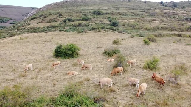 Aerial drone view of a herd of cows grazing, moving away from them in the Babia Mountains - 533
