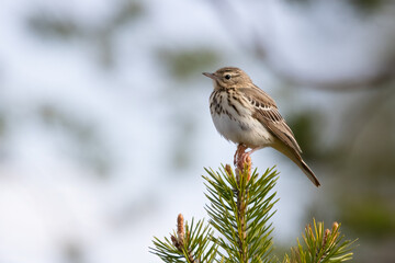 Fototapeta premium Tree pipit