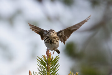 Tree pipit