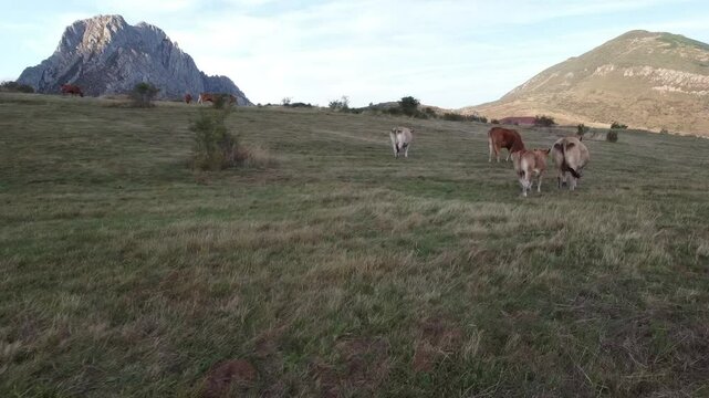 Drone shot moving forward towards cows in the Babia Mountains - 538
