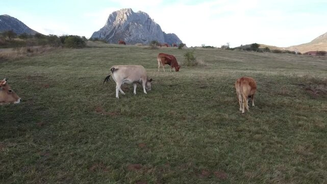 Low-altitude orbital drone shot over the Babia Mountains in the Cantabrian Range with grazing cows - 537
