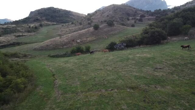 Aerial drone shot over the Cantabrian Mountains in Le&oacute;n with cows running - 513
