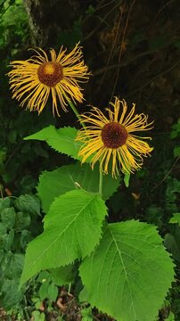 Vertical high-quality footage of Inula magnifica showing its yellow petals in pruhonice, czechia