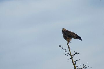 Common buzzard (Buteo buteo) sitting in a tree in Zurich, Switzerland