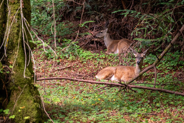 Resting deer among lush greenery in the forest at Muir Woods National Monument, California