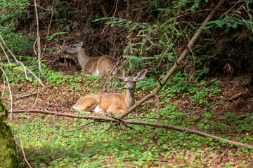 Resting deer among the dense greenery of Muir Woods National Monument, California