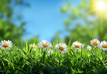 beautiful spring landscape with a blue sky, green grass, and daisies.