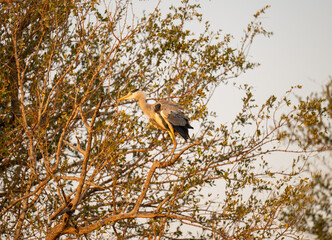 Afrikanische Tiere Graureiher auch Fischreiher genannt im Busch vom Krüger National Park - Kruger Nationalpark Südafrika