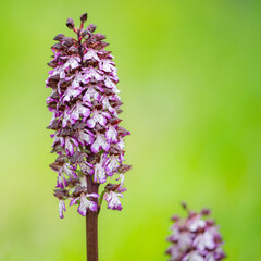 Orchis purpurea