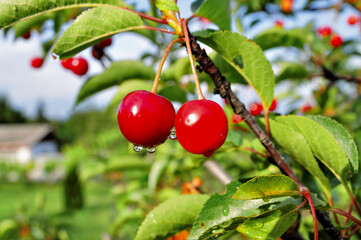 Cherry-tree.