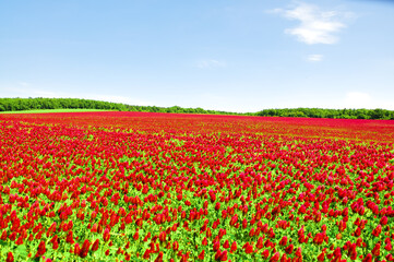 He is a red field.