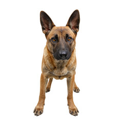 Obraz premium An alert Belgian Malinois with a tan coat emanating courage and loyalty on a crisp white backdrop