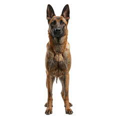 Obraz premium An alert Belgian Malinois with a tan coat emanating courage and loyalty on a crisp white backdrop