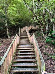 Obraz premium A tranquil wooden staircase nestled within a lush forest, surrounded by greenery and nature