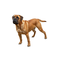 Obraz premium Confident Bullmastiff showcasing strength and loyalty isolated against a white background Muscular build and determined expression captured