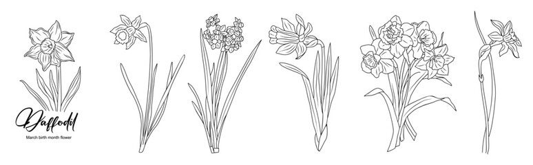 Obraz premium Set of Daffodil line art drawings. March birth month flower. Hand drawn monochrome black ink outline vector illustration isolated on white background. Minimalist design for tattoo, logo, jewelry.