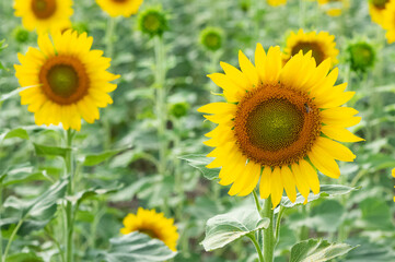 Fototapeta premium yellow flowers, agricultural products. photos of sunflowers.