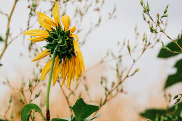 yellow flowers in the grass