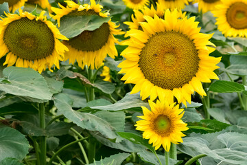 Naklejka premium yellow flowers, agricultural products. photos of sunflowers.