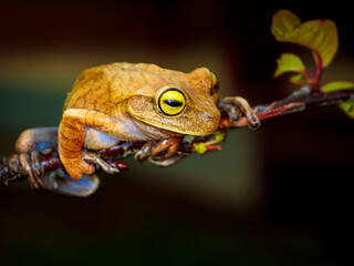 Bokermannohyla circumdata