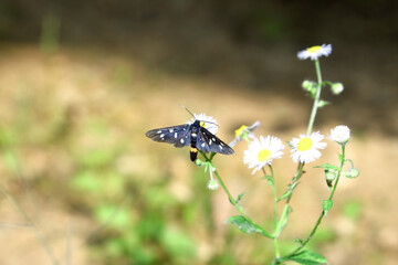 Butterfly.