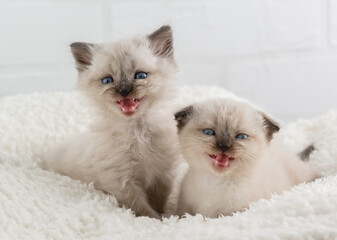 Two cute blue-eyed point color kittens are sitting on white fluffy blanket and meowing