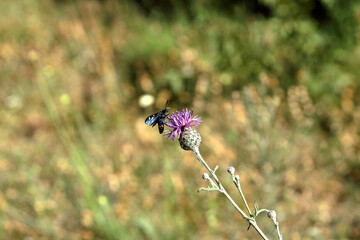 Butterfly.