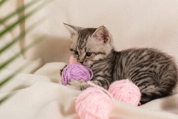 A small domestic striped kitten is playing on blanket with balls of woolen lilac threads
