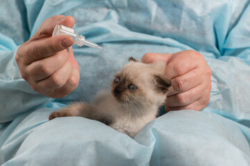A veterinarian in a bathrobe is preparing to drip medicinal drops to sad little lop-eared kitten of point color
