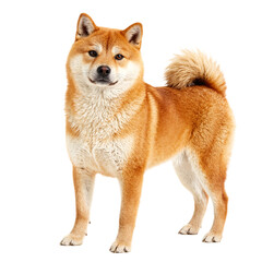 Adorable Shiba Inu with a fox like face and curled tail showcasing its bold character and red brown coat on a white background