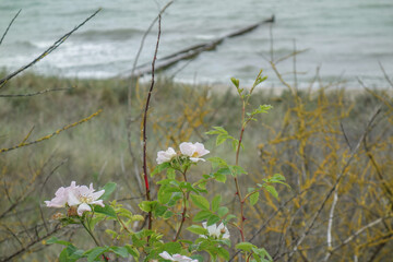 Die Ostseeinsel zingst