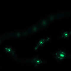 Green Glowing Objects in a Dark Background