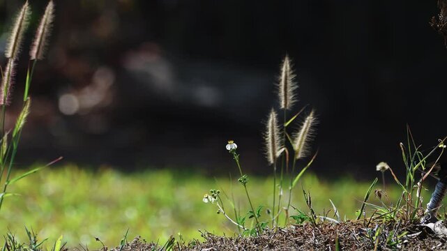 Closeup view of backlit black-jack weed flower with natural green blurry background.