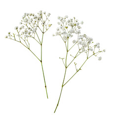 Small white gypsophila flowers isolated on white
